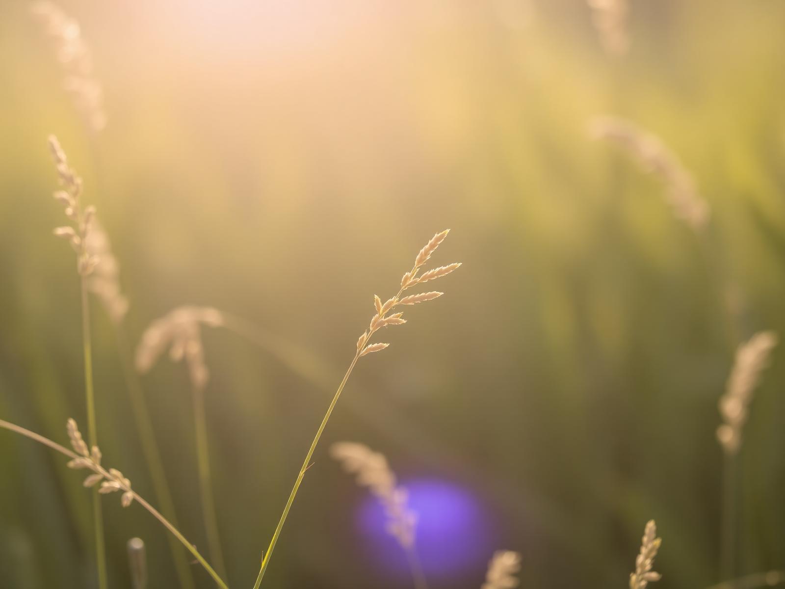 Warm sunlight through grasses